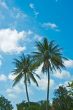 twin palms