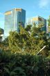 skyscrapers in jungle