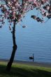 black swan