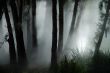 forest haze