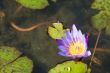 lotus flower