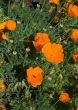 poppies