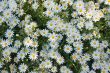 background of camomiles