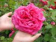 Rose in children`s hands