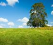 lonely tree in a green field