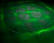 green abstract