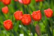 red tulips, shallow focus