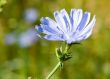 blue cornflower