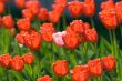 red tulips