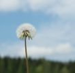 dandelion over blue sky background