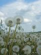 dandelion field