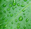 droplets on leaf - shallow focus