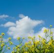 background of yellow flowers and blue sky