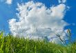 green grass and blue sky background