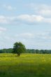 lonely tree standind in th? field