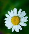 wet chamomile