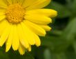 yellow flower