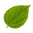 isolated green leaf