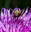 fly sitting on a flower