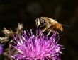 close-up of bee on a flower