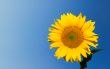 sunflower over deep blue sky background with copyspace