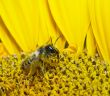 bee in sunflower