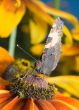 close-up of butterfly sitting on a flower