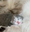 cute kitty sleeping, very shallow focus