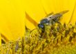 bee in sunflower