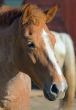 head of a horse