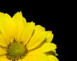 yellow flower over black background
