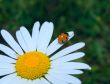 ladybug climbing cammomile flower