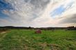 field of straw bales