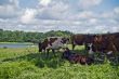 Cows in the Shade