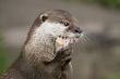 Otter