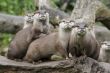Otters