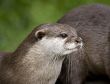 Otter