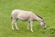 Donkey