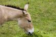Donkey