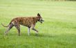 Hunting dog