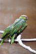 Parakeet