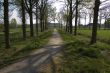 Road flanked bij trees