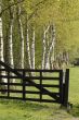 birch trees behind a gate