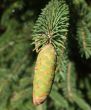 Budding Pine Cone