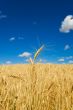 Wheat harvest