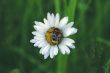 Camomile and beetle