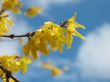 Yellow flower