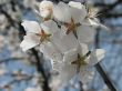 White flowers