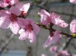 Peach`s pink flowers