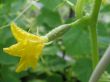 flowering cucumber